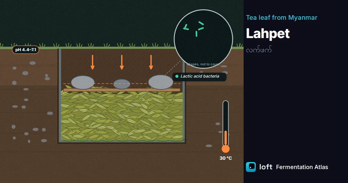 The atlas scene for lahpet: tea leaves packed in a lined pit under stones and a wooden rack, a lens showing lactic acid bacteria, a thermometer at 30 °C and a pH tag of 4.4 to 7.1.